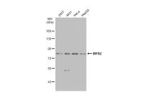 MFN2 antibody