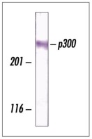 EP300 antibody [3G230]