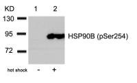Hsp90 beta (phospho Ser254) antibody