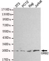 GRB2 antibody [3B2-G2-E5]