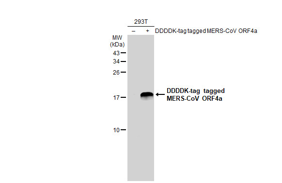 MERS-CoV ORF4a antibody