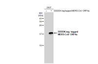 MERS-CoV ORF4a antibody