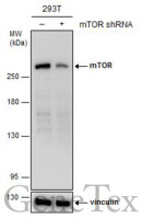 mTOR antibody [GT6611]