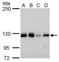ARHGEF18 antibody [GT1972]