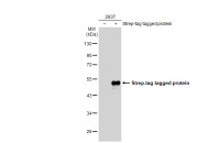 Strep epitope Tag antibody [GT517]