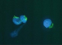 Golgi Zone antibody [2Q2229]