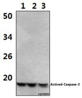 Caspase 3 p17 subunit antibody