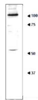 Ribophorin I (S. cerevisiae) antibody