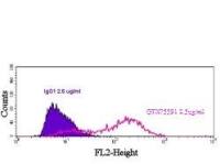 Nectin 2 antibody [R2.525]