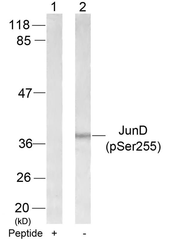 JunD (phospho Ser255) antibody
