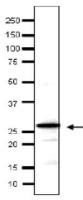 Taf14 (S. cerevisiae) antibody