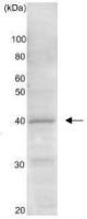 Gtr2 (S. cerevisiae) antibody