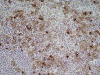 CD11b antibody [ED7]