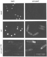 Ppa2 (S. pombe) antibody