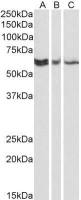 RAP1 antibody [78B356.1]