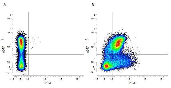 CD200 antibody [OX-90] (PE)