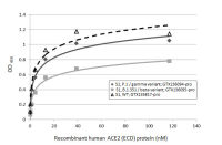 SARS-CoV-2 (COVID-19) Spike S1 Protein, B.1.351 / Beta variant, His tag (active)