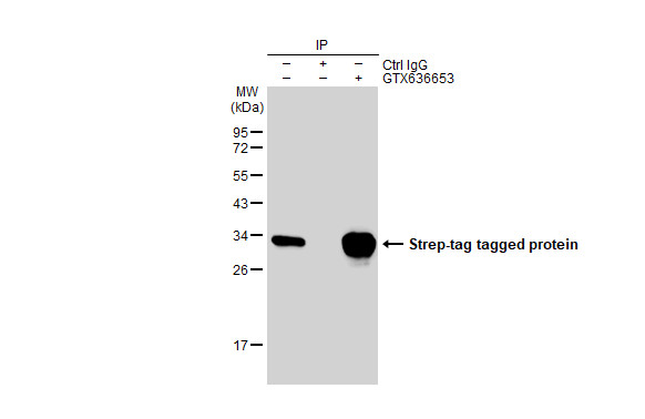 Strep epitope Tag antibody [HL1251]