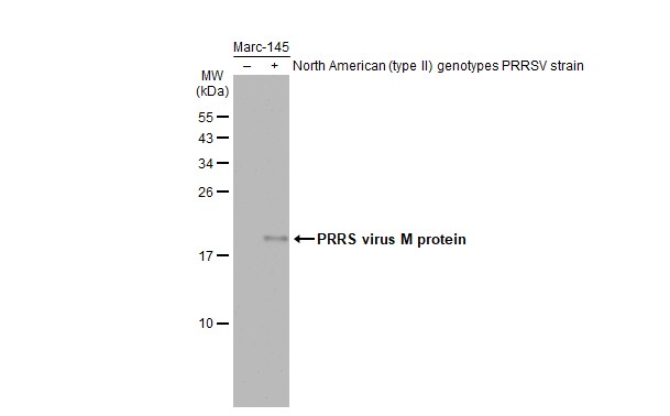 VetSignal - PRRS virus M protein antibody [GT1911]产品图