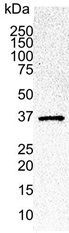 CDK6 antibody [DCS 83.1]