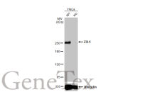 ZO-1 antibody [HL1185]