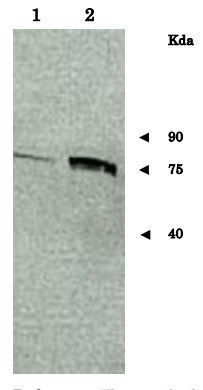 Sup35 / PSI+ (S. cerevisiae) antibody
