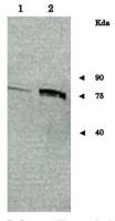 Sup35 / PSI+ (S. cerevisiae) antibody