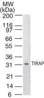 TIRAP antibody [20D1055]