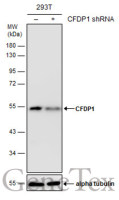 CFDP1 antibody [GT9612]