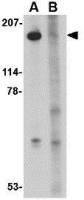 Slitrk5 antibody