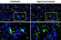 Iba1 antibody [HL22]