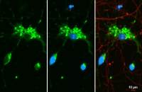 Myelin basic protein antibody [HL1033]
