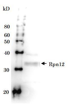 Rpn12 (S. cerevisiae) antibody