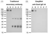 EasyBlot anti Goat IgG (HRP)