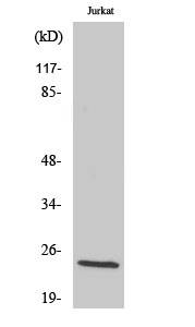 Kallikrein 8 (cleaved Val33) antibody