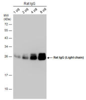 Mouse Anti-Rat IgG (Light chain) antibody [GT569] (HRP)