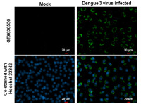 Dengue virus NS1 protein antibody [GT4212]