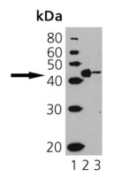 CD40 antibody