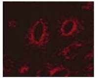 LAMP1 antibody [Ly1C6]