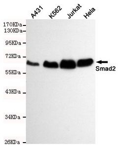 SMAD2 antibody [6H5-E3-C11]