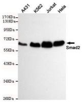 SMAD2 antibody [6H5-E3-C11]