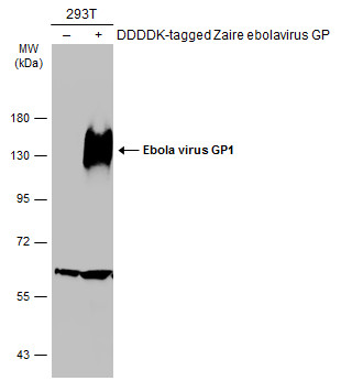 Ebola virus GP1 antibody