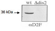 Dis2 (S. pombe) antibody