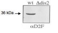Dis2 (S. pombe) antibody