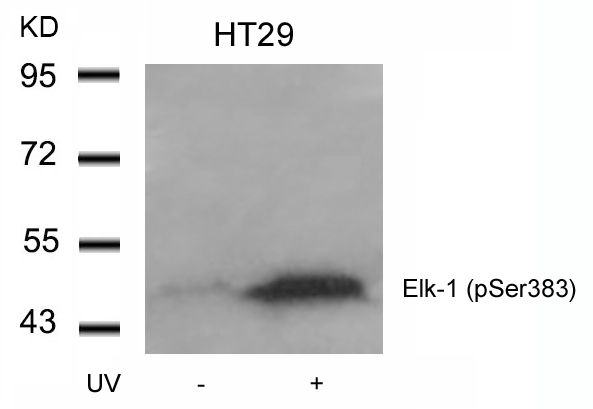 ELK1 (phospho Ser383) antibody