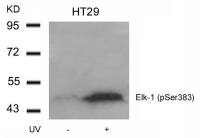 ELK1 (phospho Ser383) antibody
