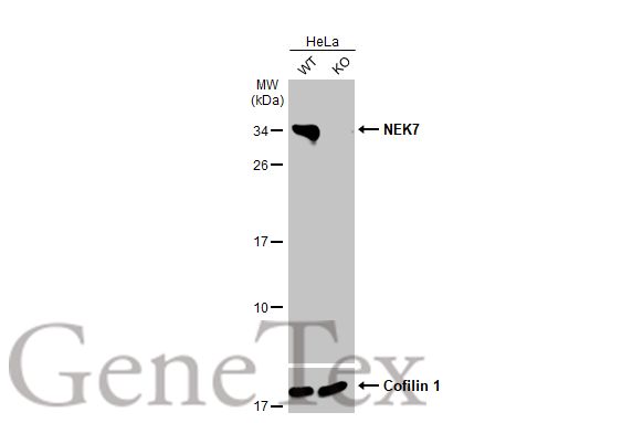 NEK7 antibody [HL1348]