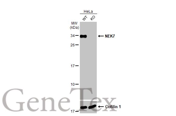 NEK7 antibody [HL1349]
