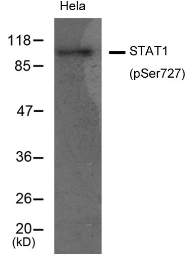 STAT1 (phospho Ser727) antibody