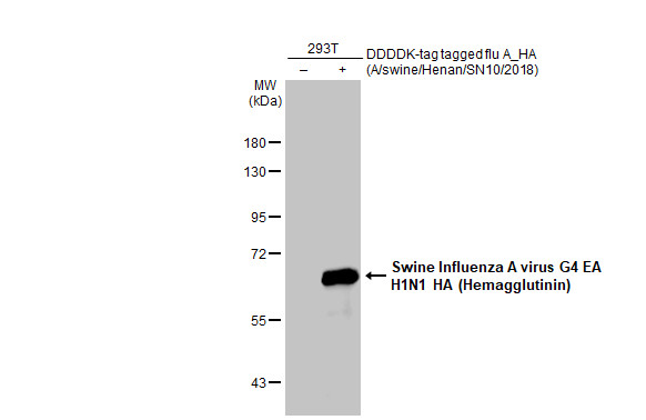 Swine Influenza A virus G4 EA H1N1 HA (Hemagglutinin) antibody [HL1342]